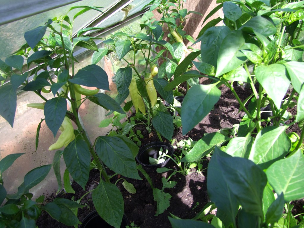 Tuinclub velt jabbeke 2