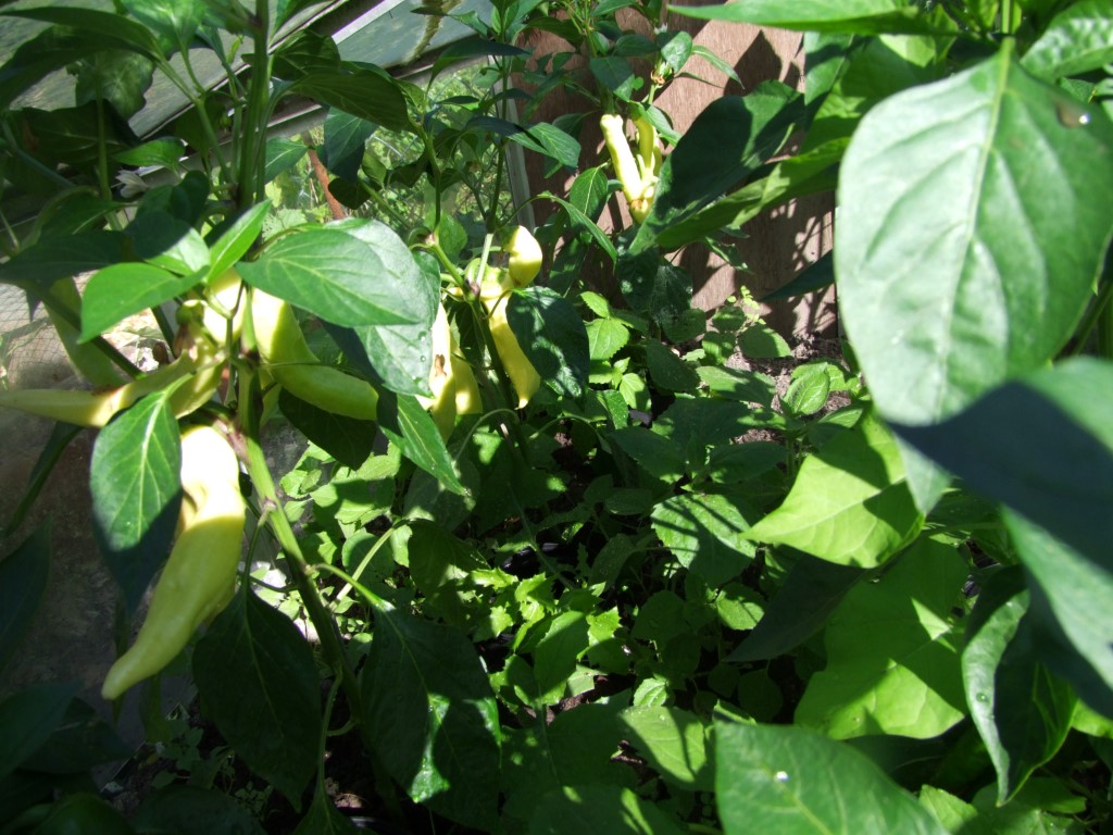Tuinclub velt jabbeke 2