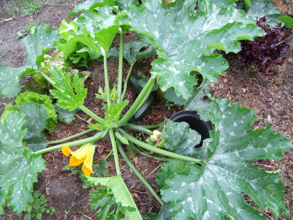 Tuinclub velt jabbeke 2
