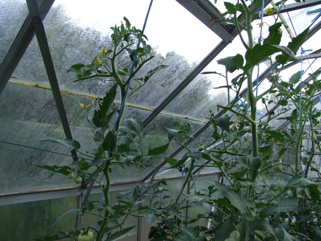 Tuinclub velt jabbeke 2