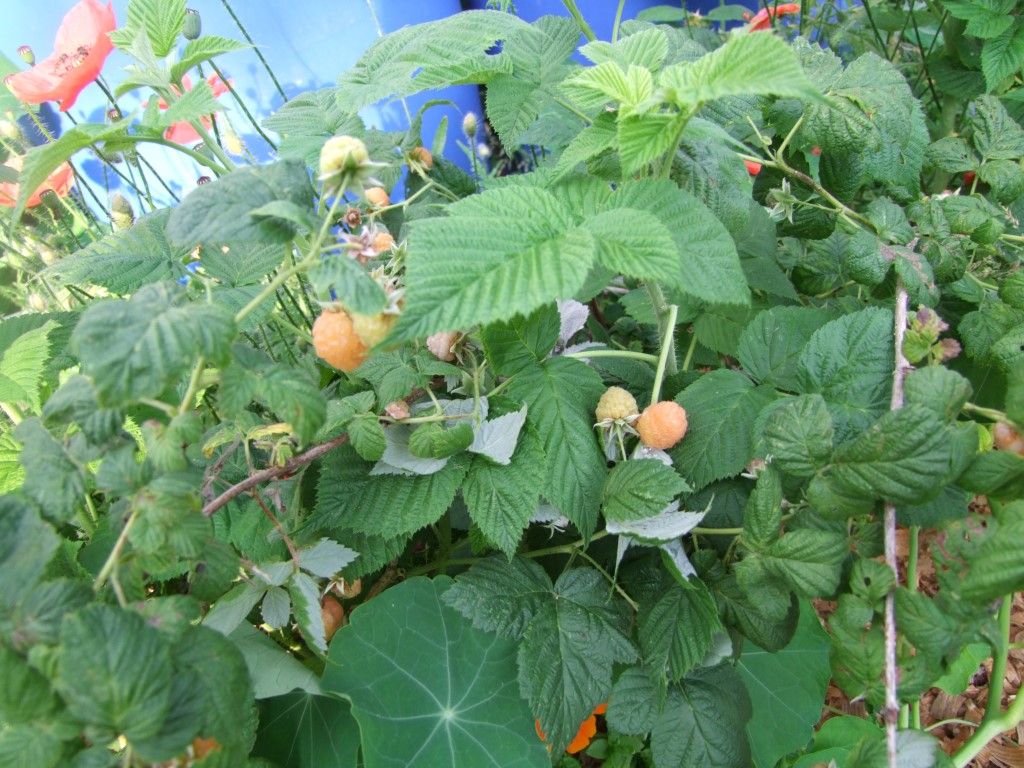 Tuinclub velt jabbeke 2