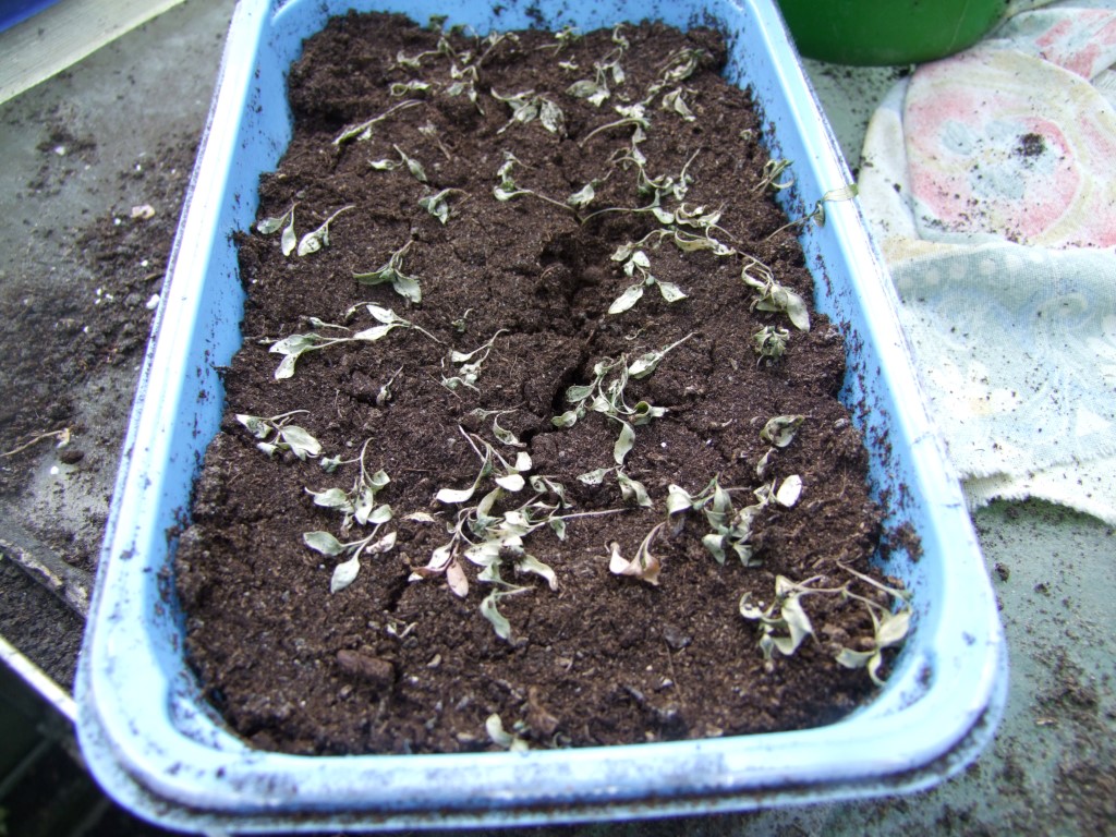 Tuinclub velt jabbeke 2
