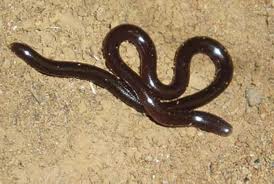 snake nilgiri worm snake typhlops fletcheri perrotet s 