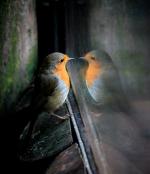 Klik op de afbeelding om de link te volgen