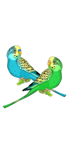 parkiet