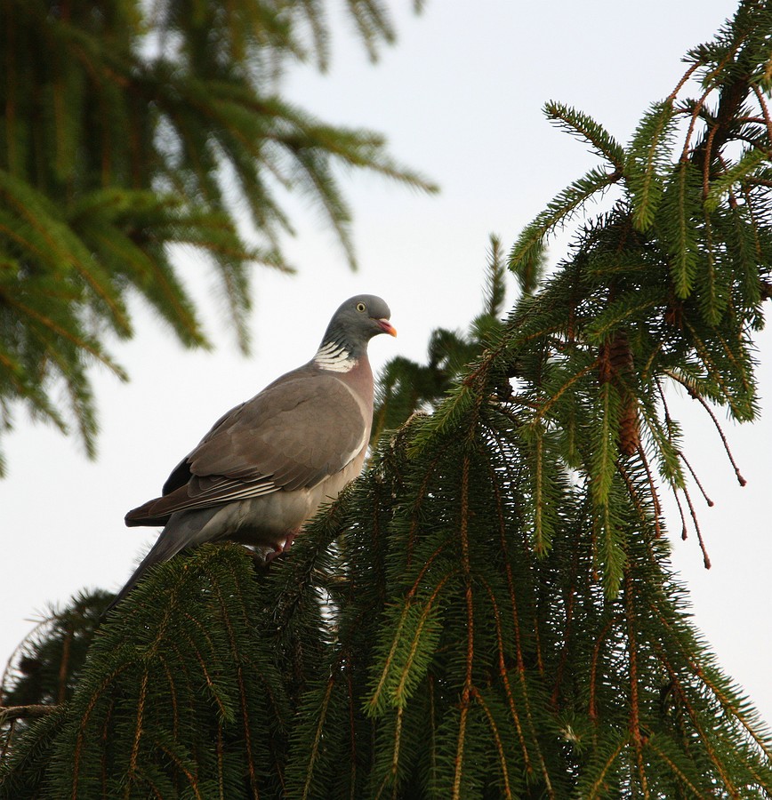 1202402-5eccc95bf83e7d1a6ee3c3f0e7546e36.jpg