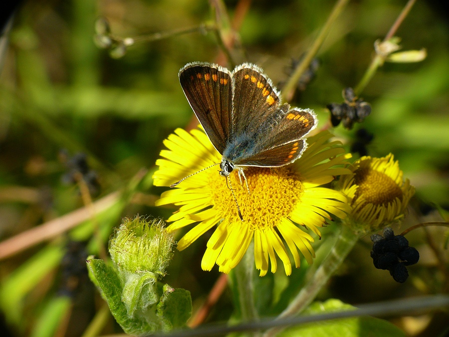 1214927-9da375fa4ac0fe5ea0ed4d1c888c4ae2.jpg