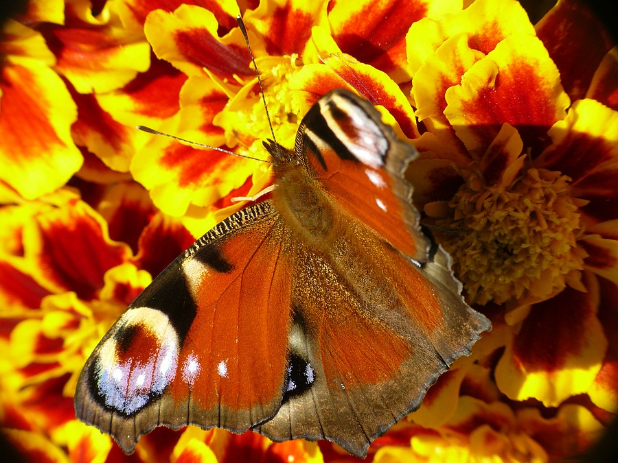 1253940-cbd2c68ab5e474267b5aa5bfbc8e98b0.jpg
