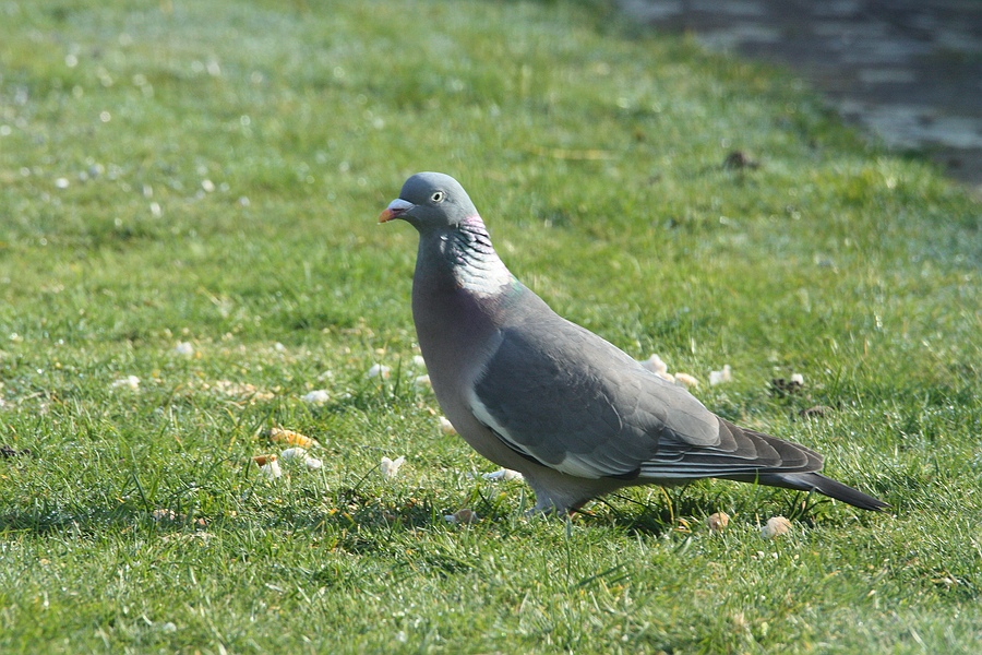 1556898-5eccc95bf83e7d1a6ee3c3f0e7546e36.jpg