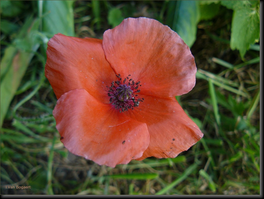 429561-e5a8d68f5bcc8b0be0f3488d398a846d.JPG