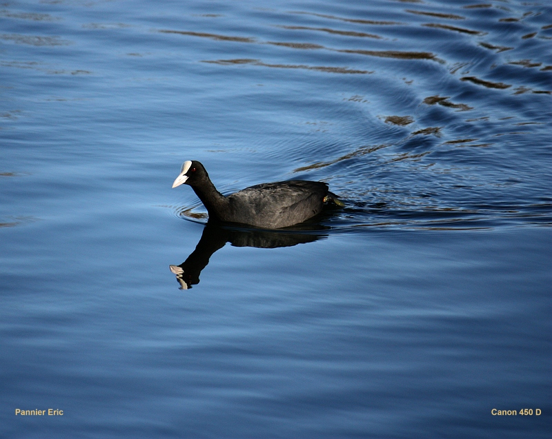 875515-ae1cbc17a12848079bf3ffa1ad0cb3f7.jpg