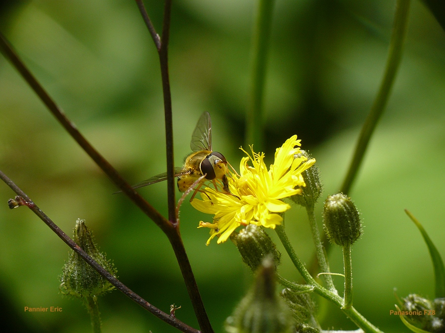945720-c13156bee8ca5f64307abd94c0cf7745.JPG