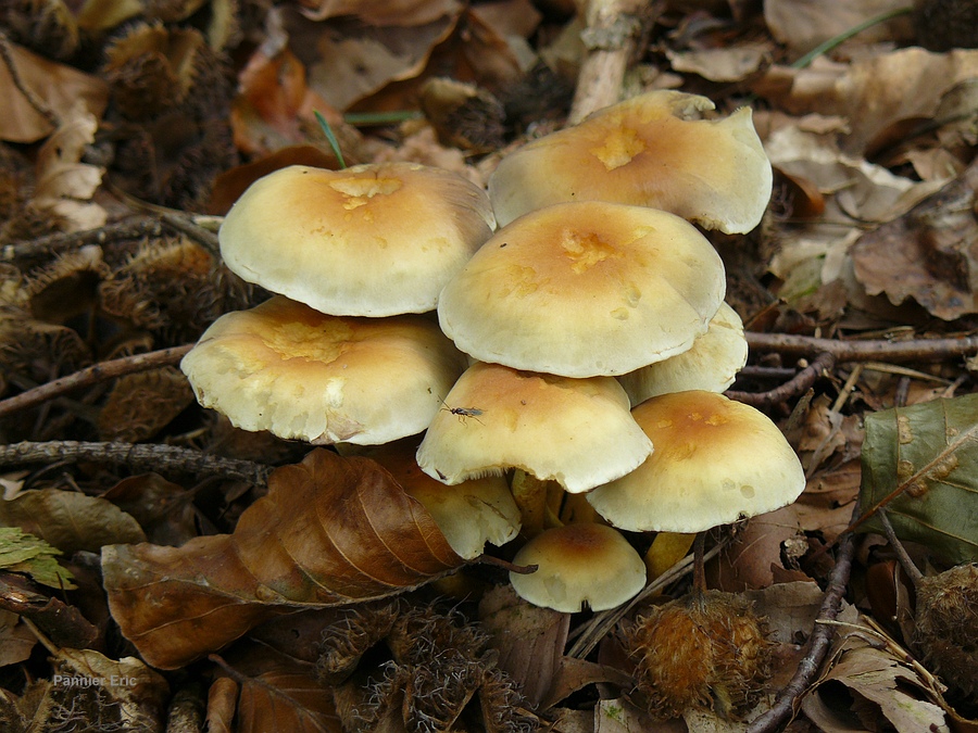 996966-c2e58d53e3868d6faff8c1a2974426da.JPG