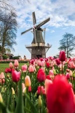 Keukenhof