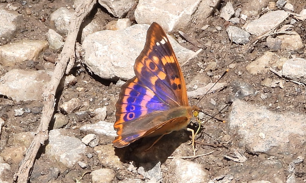 2710357-e4faeb3d4d453c23cdf2c782eb86573b.JPG